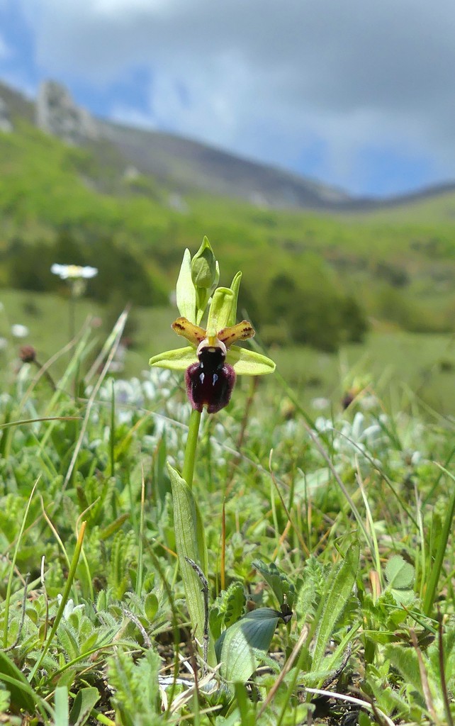 Ophrys promontorii : Abruzzo e Lazio 2019